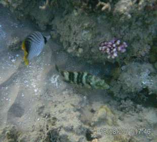 Fische an den Korallenriffen