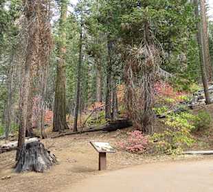 Tuolumne Grove