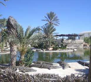 Übersicht über die Krokodilfarm