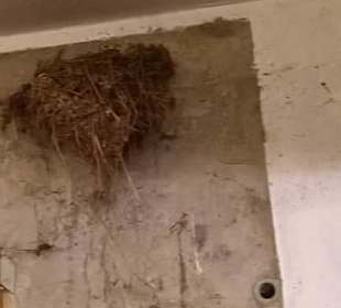 Es gibt Sie noch, die Mauersegler