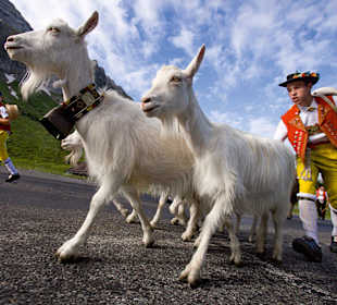 Alpaufzug Schwägalp