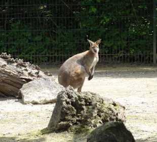 Zoologischer Garten 2016