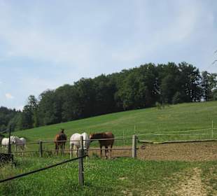 Teil der Silberen Herde auf der Weide