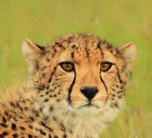 Gepard in Kenia