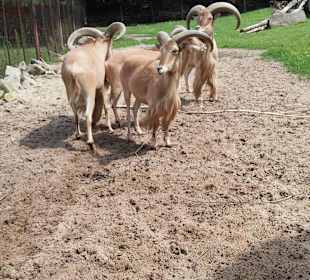 Zoo Wrocław
