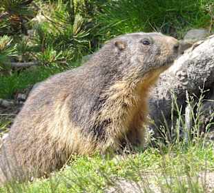 Murmeltiere auf der Zillertaler Höhenstraße