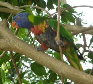 Grünrückenstanleysittich