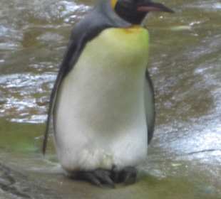 Pinguin