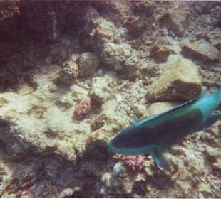 Sowas entdeckt man beim schnorcheln!