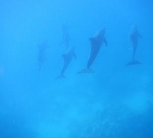 Einfach schöne Tiere