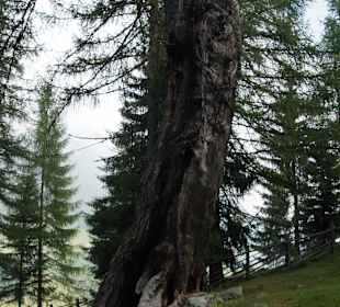 Vinschgau und Umgebung