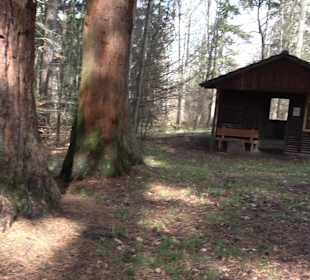 Wellingtonien - Platz mit Mammutbäumen
