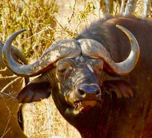 Afrikanischer Büffel