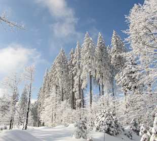 Kreutzung Naturpfad und Schauinsland langlaufspur