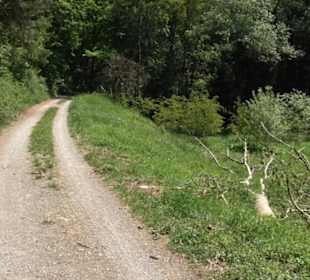 Römische Wasserleitung Obernau