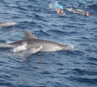 Delfine