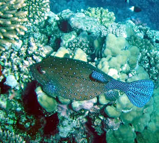 Rwelt Riff Rohanou Beach Resort