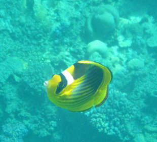Schnorcheln Marsa Alam