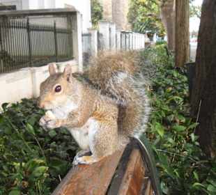 Zutrauliches Eichhörnchen