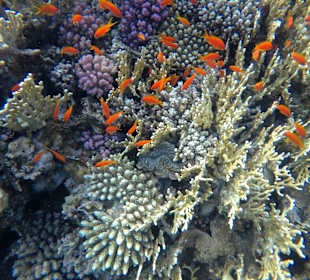 Schnorcheln Makadi Bay