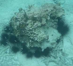 Seeigel in der Bucht von Akumal