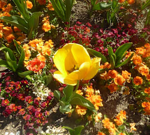 Botanischer Garten München