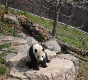 Pandabär