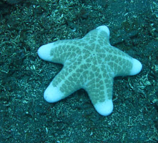 Schnorcheln Tejakula