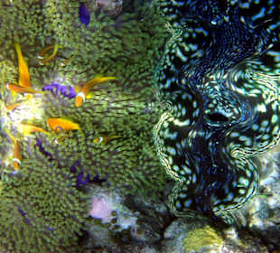Fische