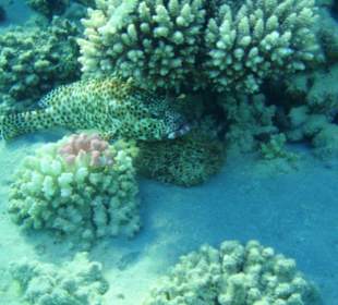 Hausriff Fort Arabesque