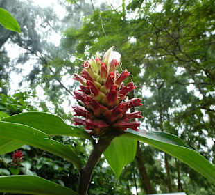 Im Garten der Orchideen