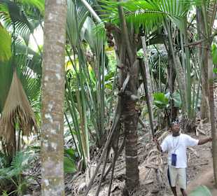 Im Vallee de Mai (coco de mer)