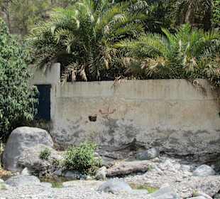Al Tawrah