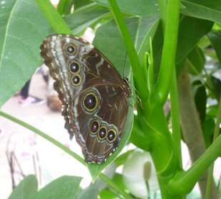 Schmetterling