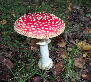 Herbststimmung im Rosengarten Verden