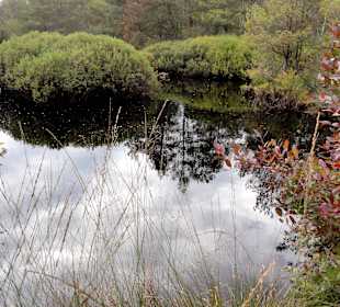 Das Moor neben dem Wanderweg