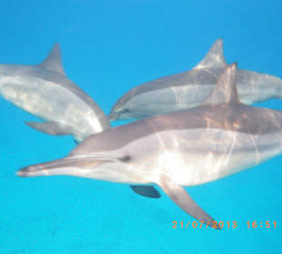 Ich bin immer bei Euch