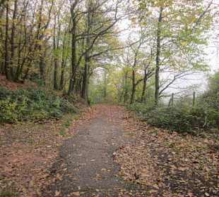 Auf dem Weg zur Wolfsburg