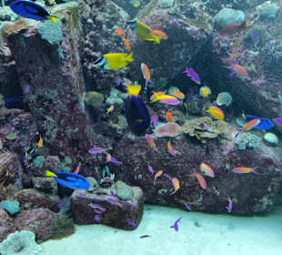 Artenvielfalt im hoteleigenen Aquarium