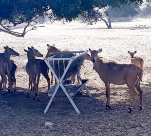 Al Areen Wildlife Park