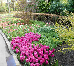 Blumenpracht im Keukenhof