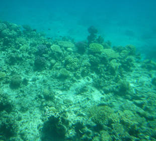 Подводный мир