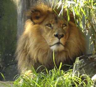 Leone