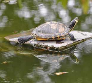 Jardín de Aclimatación de La Orotava