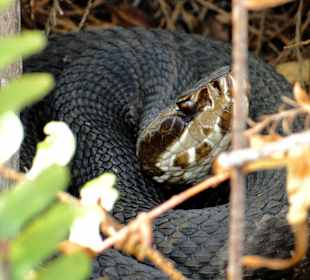 Hat sich gut versteckt.