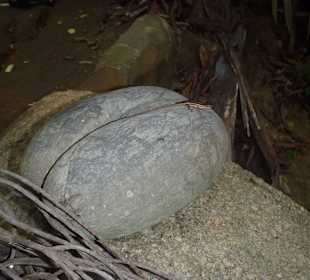 Coco de Mer