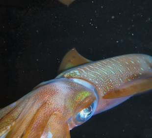 Sepien ganz nah Hausriff Happy Life Village