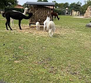 Irrland Bauernhof-Erlebnisoase