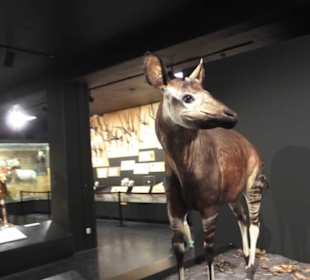 Zoologisches Museum