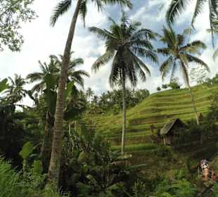 Reisterrassen Ubud